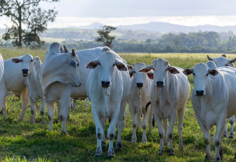 Campanha de Vacinação contra a Febre Aftosa vai até 31 de maio