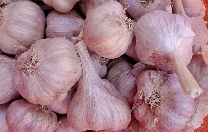 Emater incentiva produção de alho na Zona da Mata