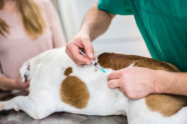 Vacinação antirrábica canina e felina começa em agosto