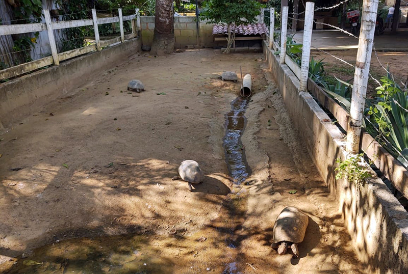 Idosa é autuada por criar jabutis-piranga em Recreio