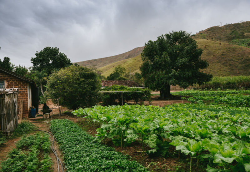 Proprietário rural tem até amanhã para declarar o ITR