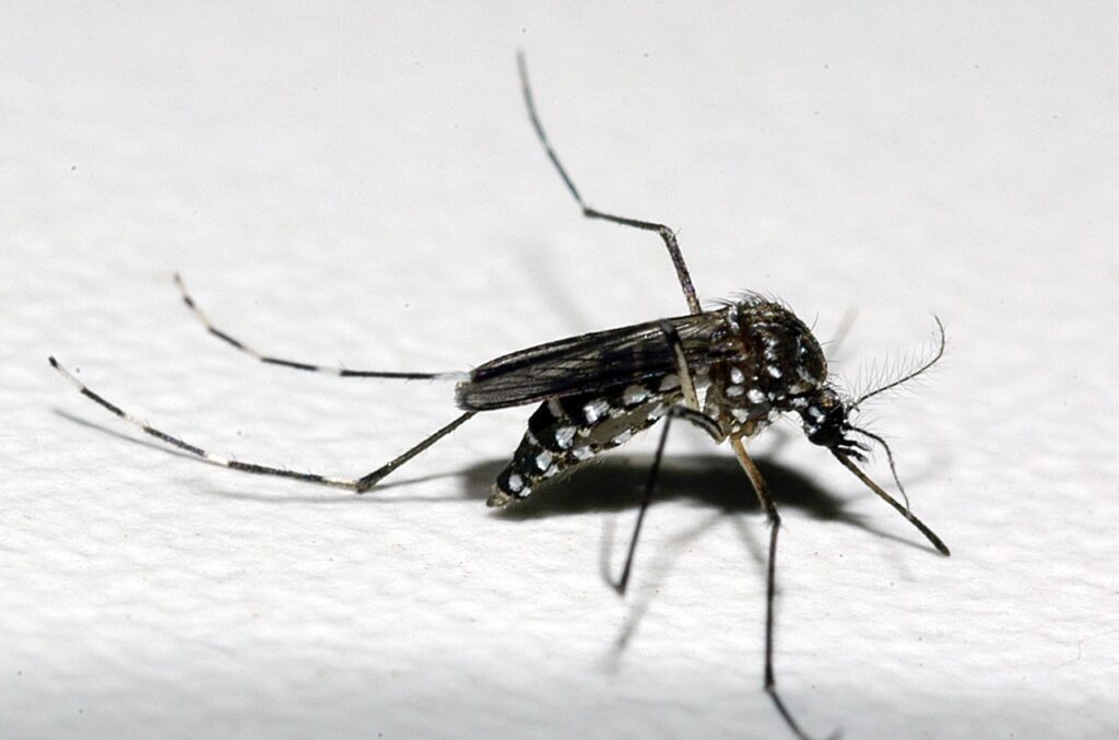 Governo de Minas vai distribuir testes rápidos de diagnóstico de dengue