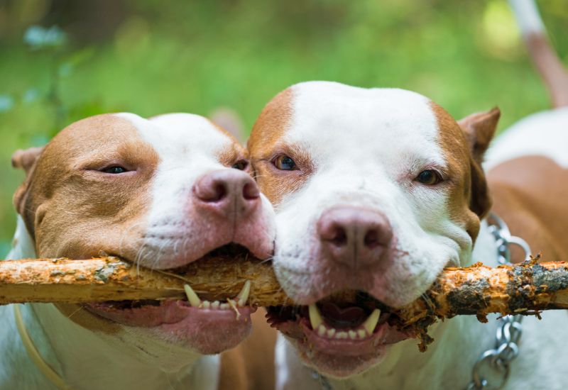 Cães da raça Pit Bull não podem entrar nem procriar em Minas Gerais