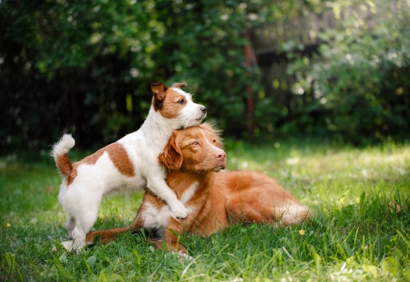 Prefeitura vai vacinar cães contra cinomose e outras doenças