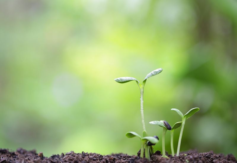 Emater-MG implanta projeto que cuida da saúde do solo