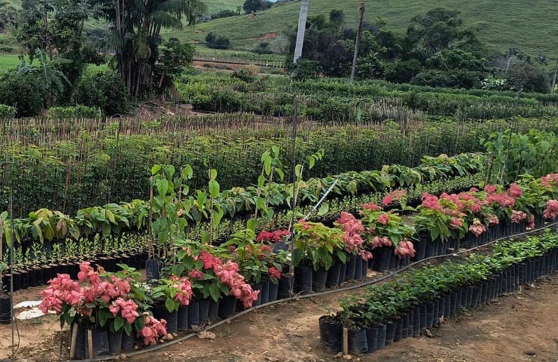 Emater-MG lança catálogo com viveiristas de Dona Euzébia