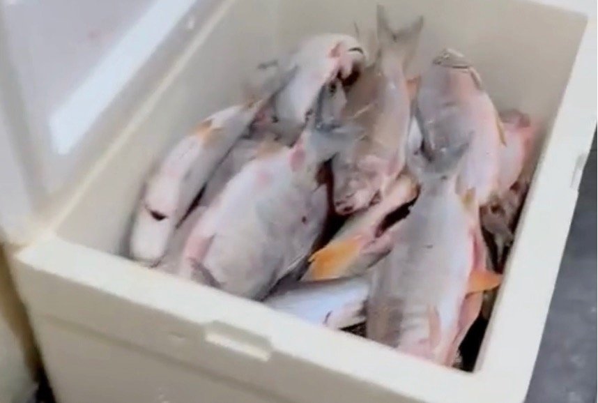 PM de Meio Ambiente combate pesca predatória em Além Paraíba