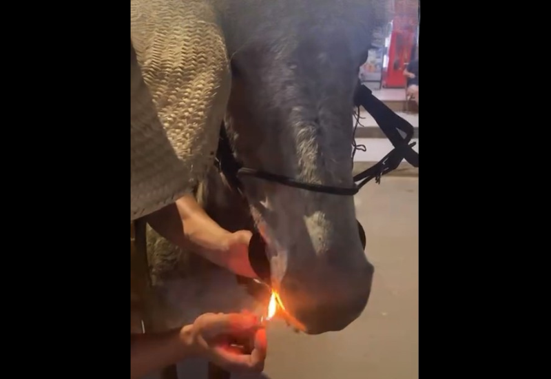 Polícia Militar de Meio Ambiente registra maus-tratos a uma mula