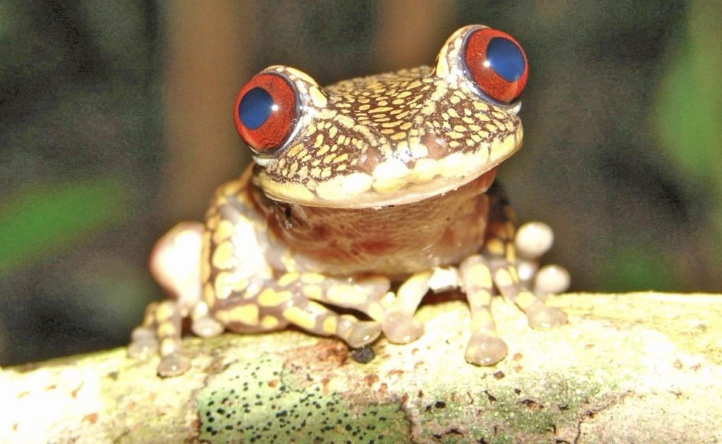 Perereca que só existe em Cataguases está ameaçada de extinção