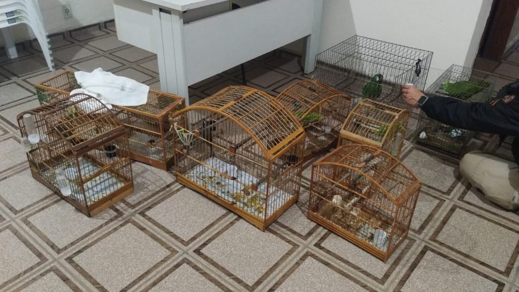 Homem é flagrado com aves em cativeiro irregular em Miraí