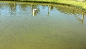Fazenda Triunfo Piscicultura vai