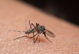 Índice de infestação do