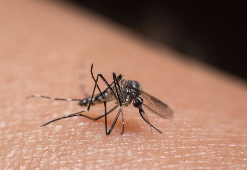 Índice de infestação do Aedes coloca Cataguases em situação de alerta