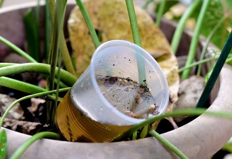Cataguases confirma circulação do sorotipo 3 da dengue pela primeira vez