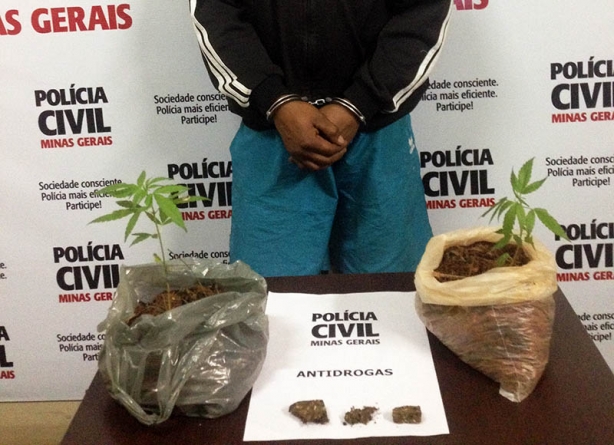 Os dois p&eacute;s de maconha apreendidos: Pol&iacute;cia suspeita da exist&ecirc;ncia de uma grande planta&ccedil;&atilde;o da erva