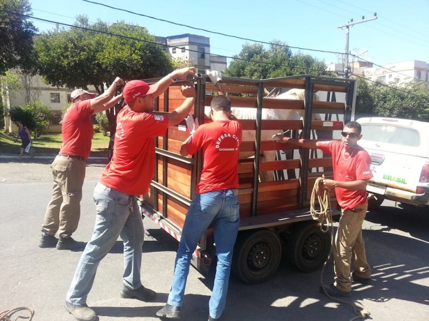 Os animais est&atilde;o sendo apreendidos pela equipe da Defesa Civil e levados para o curral no Idaic.