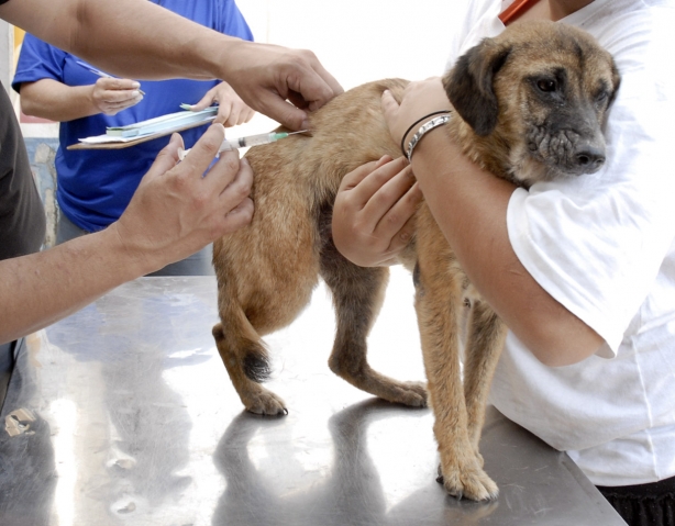 A previs&atilde;o desta campanha &eacute; vacinar 11.249 animais, sendo 9.951 c&atilde;es e 1.298 gatos