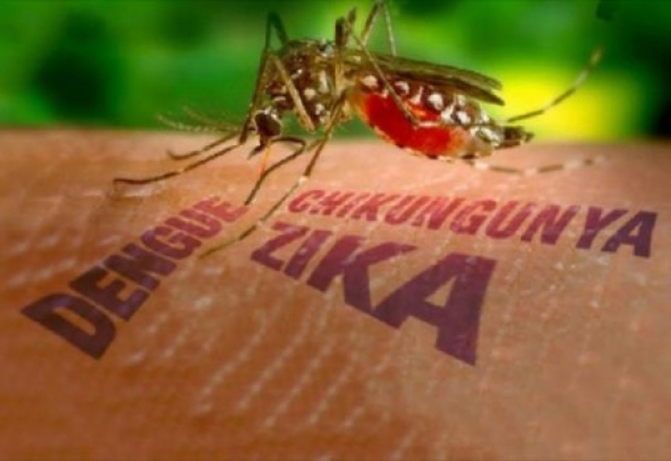 O brasileiro vai conviver com tr&ecirc;s doen&ccedil;as s&eacute;rias neste Ver&atilde;o e o combate ao mosquito &eacute; essencial para livrar-se delas