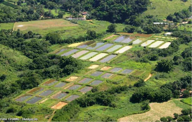 &Aacute;rea de piscicultura em Leopoldina &ndash; A esta&ccedil;&atilde;o funciona como unidade modelo para pesquisas e produ&ccedil;&atilde;o