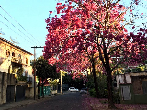 Os Ip&ecirc;s Rosa est&atilde;o embelezando a entrada do bairro Jo&atilde;o Paulo II, a Cojan