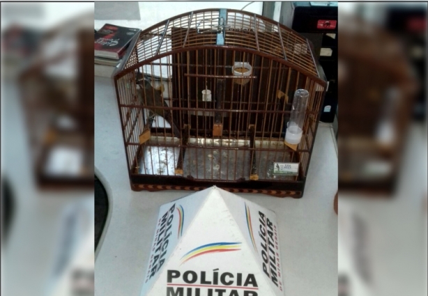 O pássaro foi apreendido e o seu proprietário vai responder a inquérito por manter animal da fauna silvestre em cativeiro