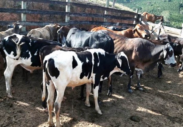 Os animais foram deixados com outro proprietário rural até serem  devolvidos ao seu proprietário