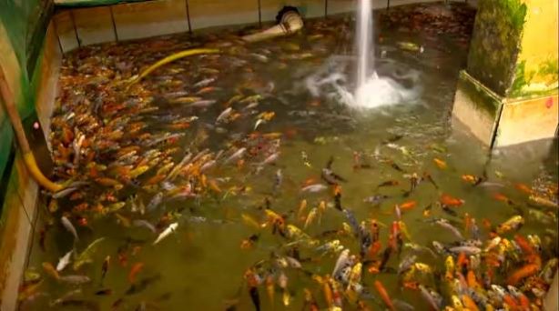 A regi&atilde;o de Muria&eacute; concentra 70% da produ&ccedil;&atilde;o de peixes ornamentais do pa&iacute;s