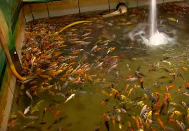 A região de Muriaé concentra 70% da produção de peixes ornamentais do país