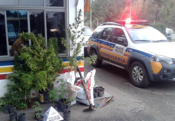 Parte da produção de maconha e os pés da planta apreendida ficou na frente do Posto da Polícia Rodoviária enquanto é feito o registro da ocorrência