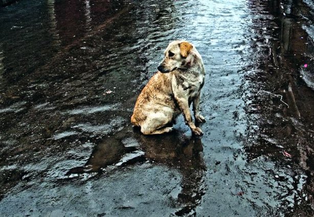 Em Viçosa, os animais passam a contar com uma lei que os protege contra todo tipo de agressão