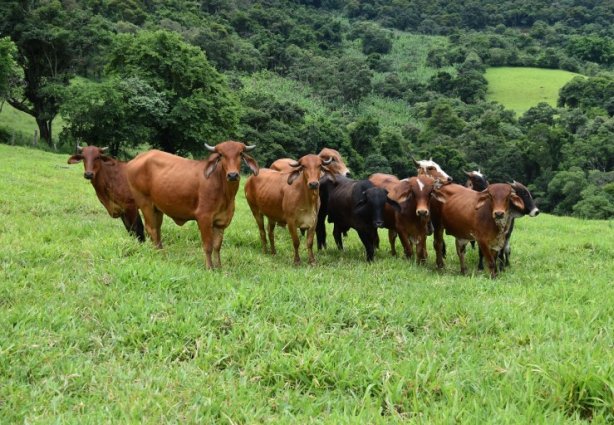 A vacinação é obrigatória e é a principal forma de se prevenir contra a doença