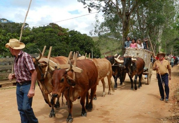 Carros de bois farão um cortejo pela cidade na abertura da 82ª Expoleo