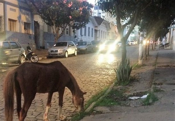 A empresa vencedora da licitação terá contrato de um ano para realizar o serviço