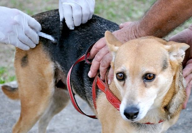 A vacinação para cães e gatos é gratuita e começa dia 11 de agosto, sábado