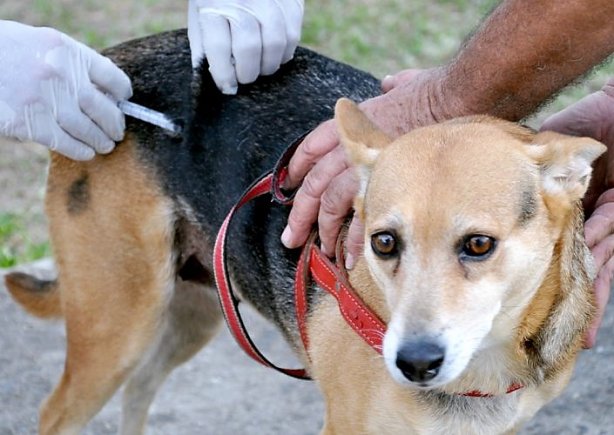 A vacina&ccedil;&atilde;o para c&atilde;es e gatos &eacute; gratuita e come&ccedil;a dia 11 de agosto, s&aacute;bado