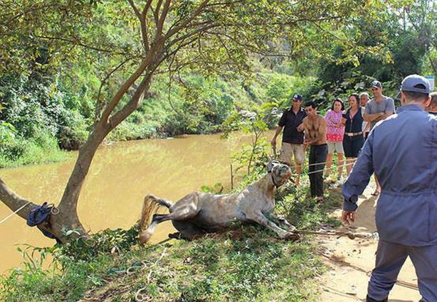 Carroceiro conseguiu sair nadando do rio e não se feriu, assim como o animal