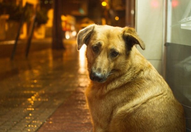 Entre janeiro e setembro deste ano, quase 400 cães e gatos foram castrados em Muriaé