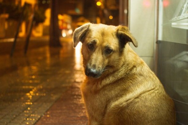 Entre janeiro e setembro deste ano, quase 400 c&atilde;es e gatos foram castrados em Muria&eacute;