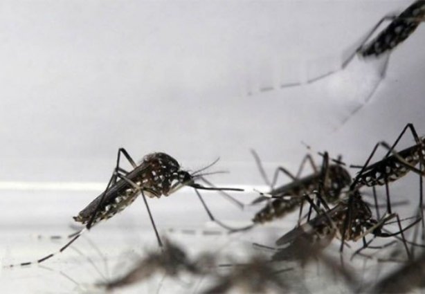 Risco de dengue em Recreio volta a ser registrado conforme diagnóstico do LIRAa