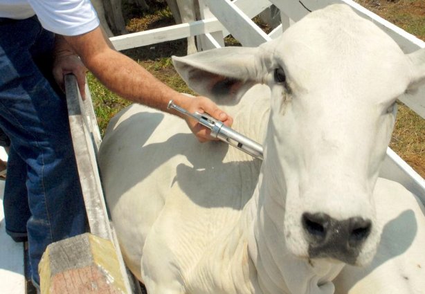 Ao todo, nesta etapa deverão ser vacinados cerca de 9,5 milhões de animais