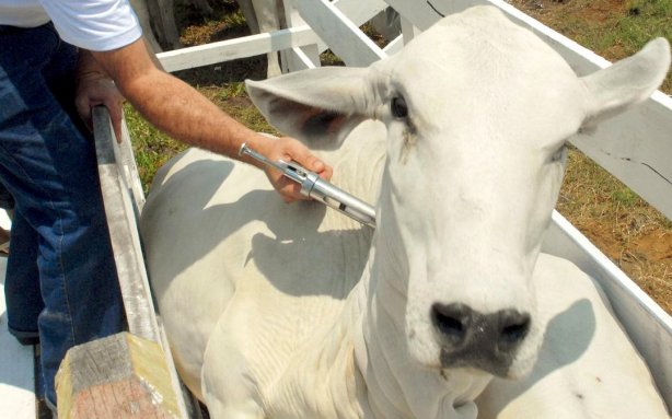 Ao todo, nesta etapa dever&atilde;o ser vacinados cerca de 9,5 milh&otilde;es de animais